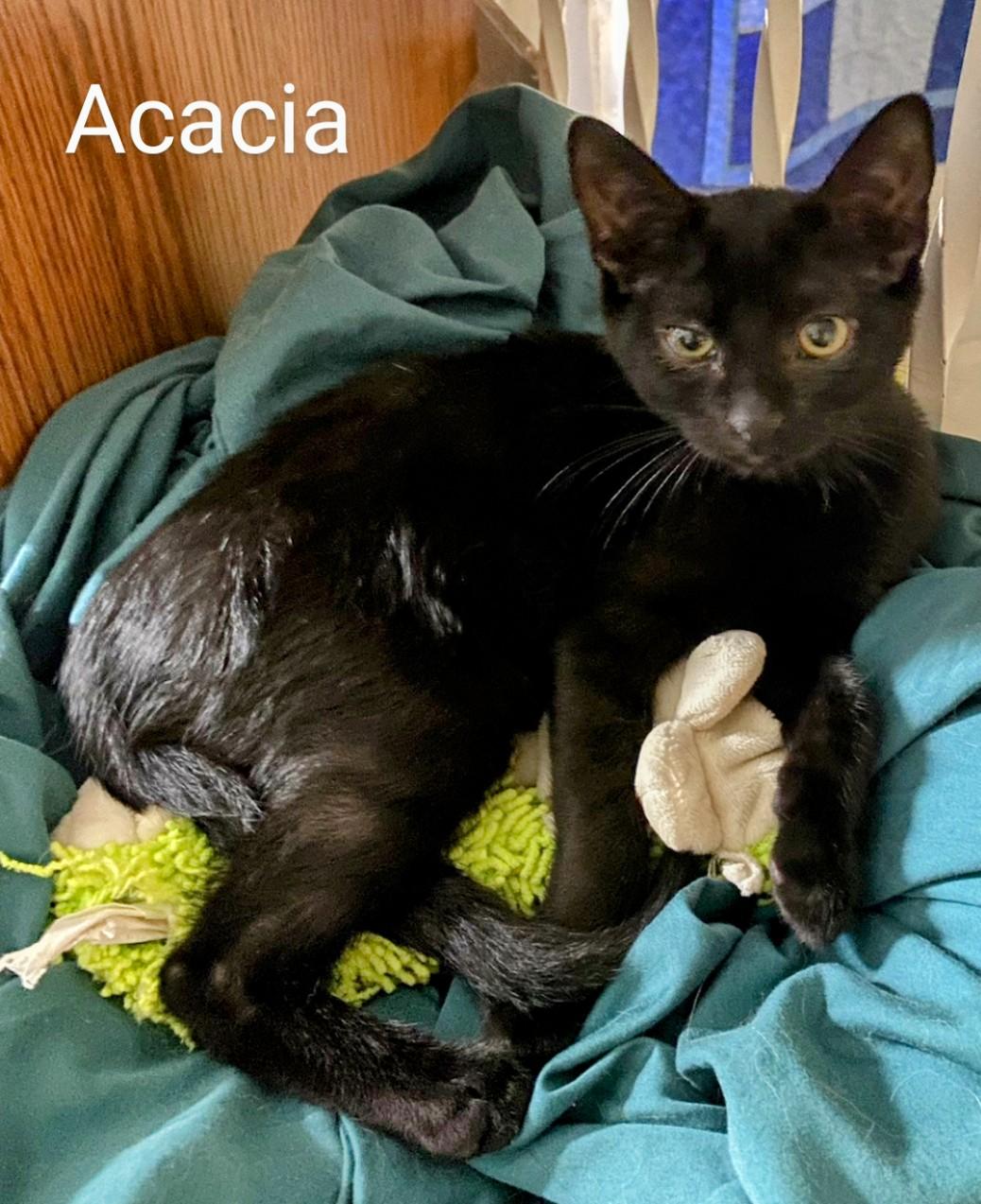 Acacia, a Adoptable Domestic Short Hair image 1/4