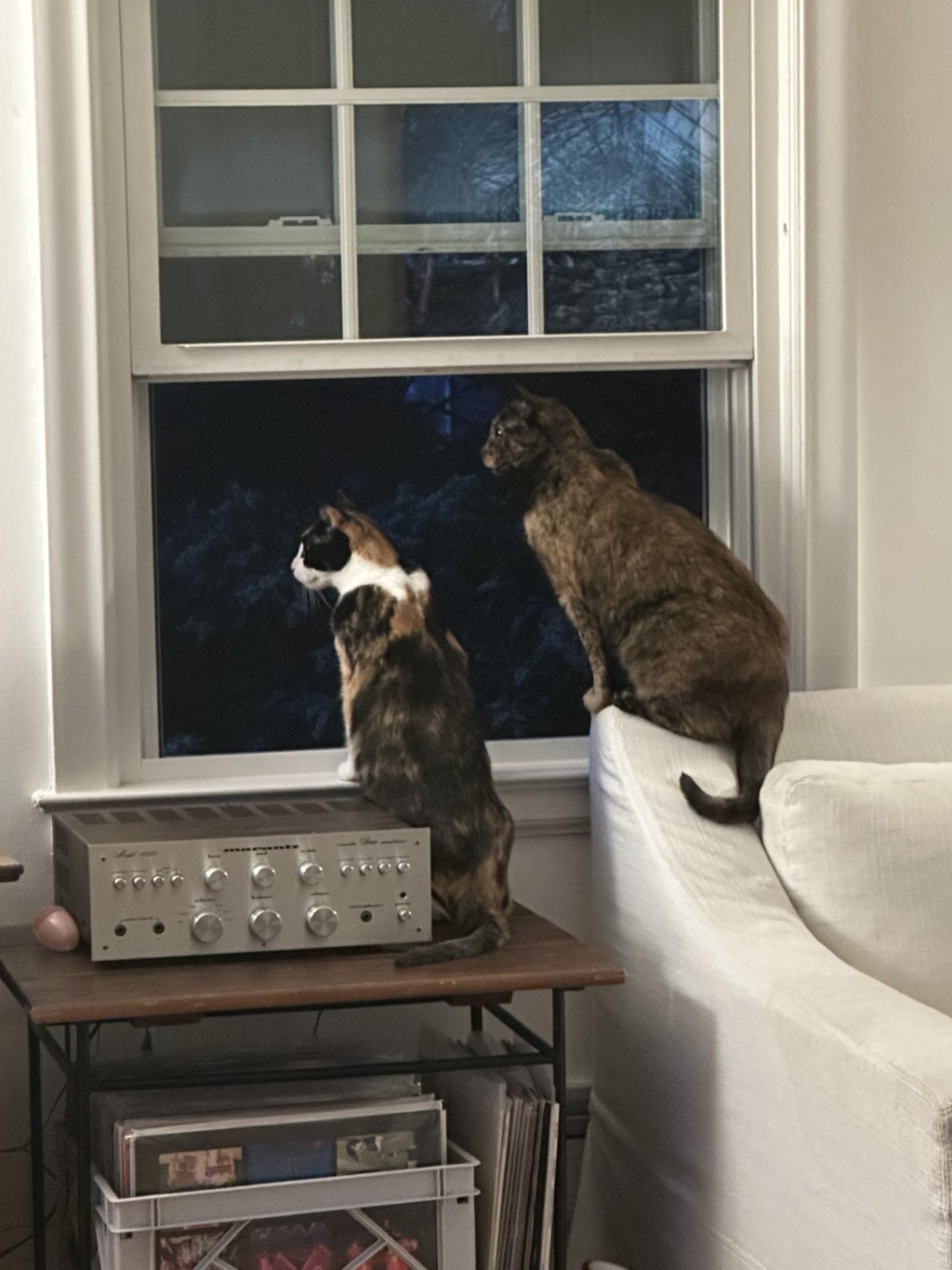 Enlarge Miko & Rumi (Bonded Pair) (Formerly Genoa & Honey Maple), an adoptable Domestic Short Hair in North Haven, CT image 4/4