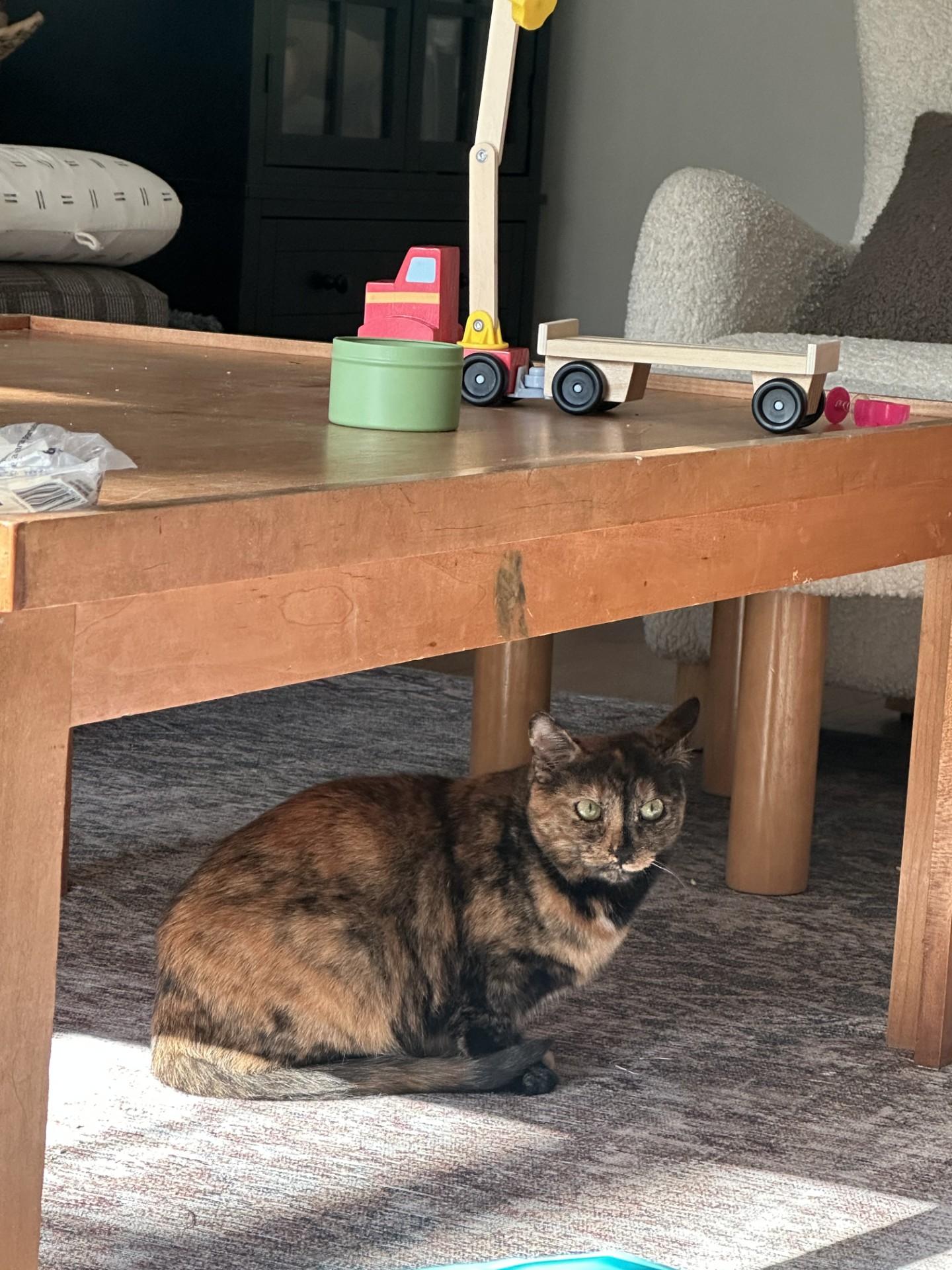 Enlarge Miko & Rumi (Bonded Pair) (Formerly Genoa & Honey Maple), an adoptable Domestic Short Hair in North Haven, CT image 2/4