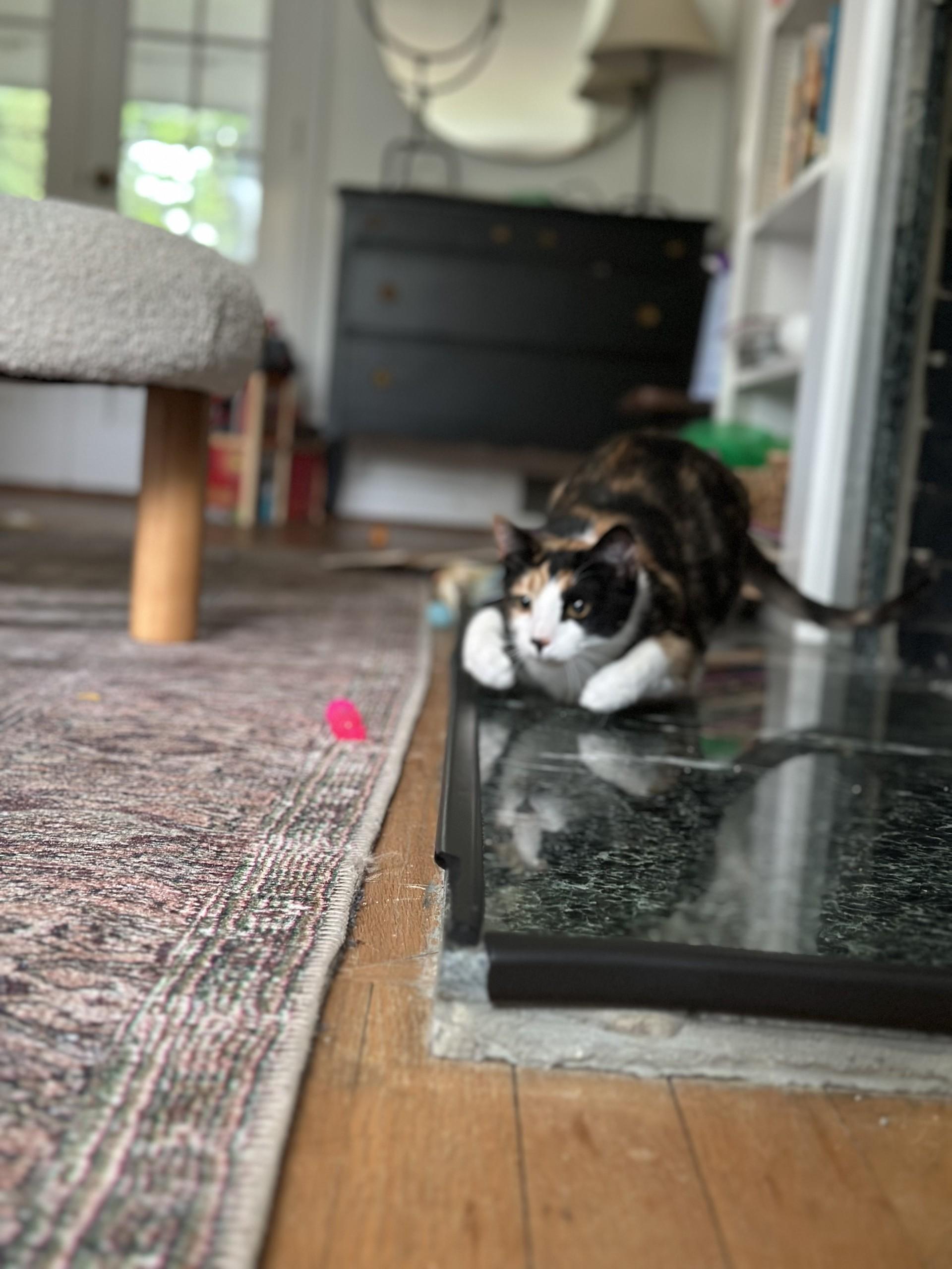 Enlarge Miko & Rumi (Bonded Pair) (Formerly Genoa & Honey Maple), an adoptable Domestic Short Hair in North Haven, CT image 3/4