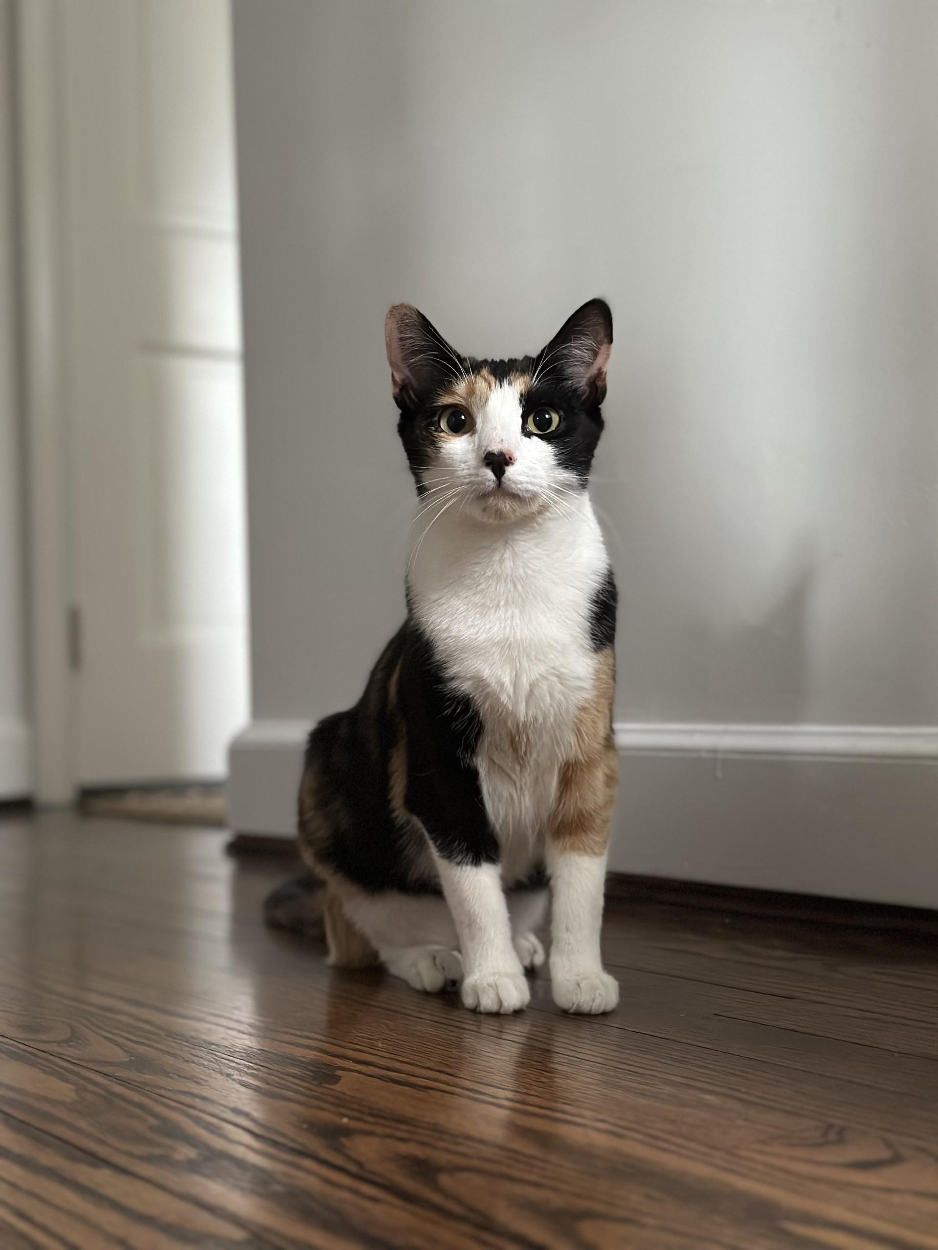 Miko & Rumi (Bonded Pair) (Formerly Genoa & Honey Maple), adoptable, Young Female Domestic Short Hair.