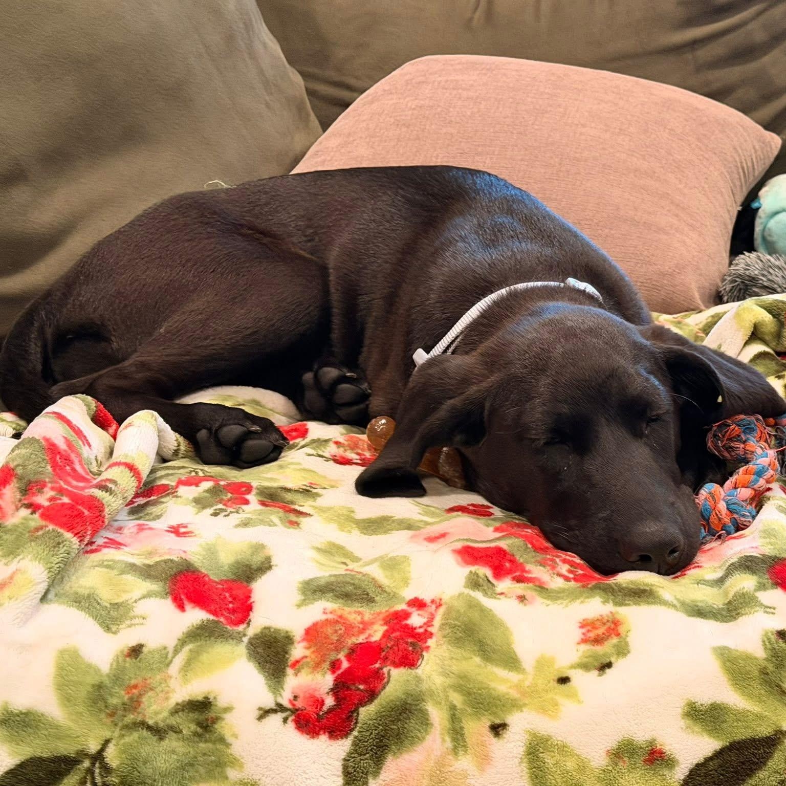 Enlarge Ruby June, an adopted mixed breed in Collingswood, NJ image 2/3