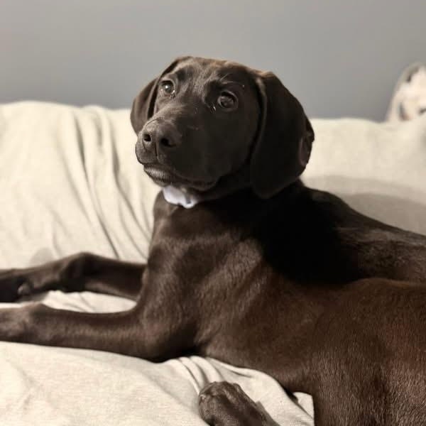 Ruby June, adopted, Puppy Female Redbone Coonhound & Labrador Retriever.