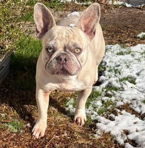 Bailey, adopted, Adult Female French Bulldog.