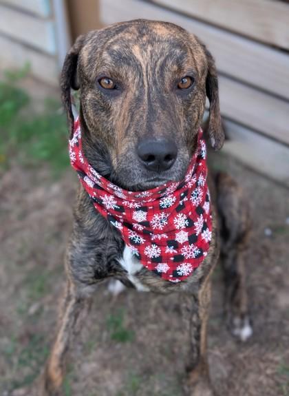 Roman, Adoptable, Adult Male Plott Hound & Mixed Breed.