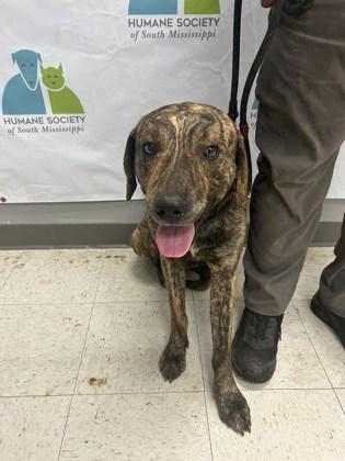 Enlarge Roman, a Adoptable mixed breed in Gulfport, MS image 2/2