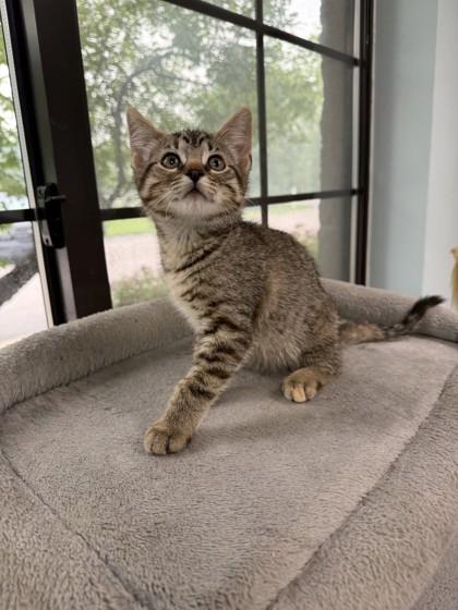 Enlarge Strawberry Moonpie, a Adoptable mixed breed in Harbor Springs, MI image 1/1