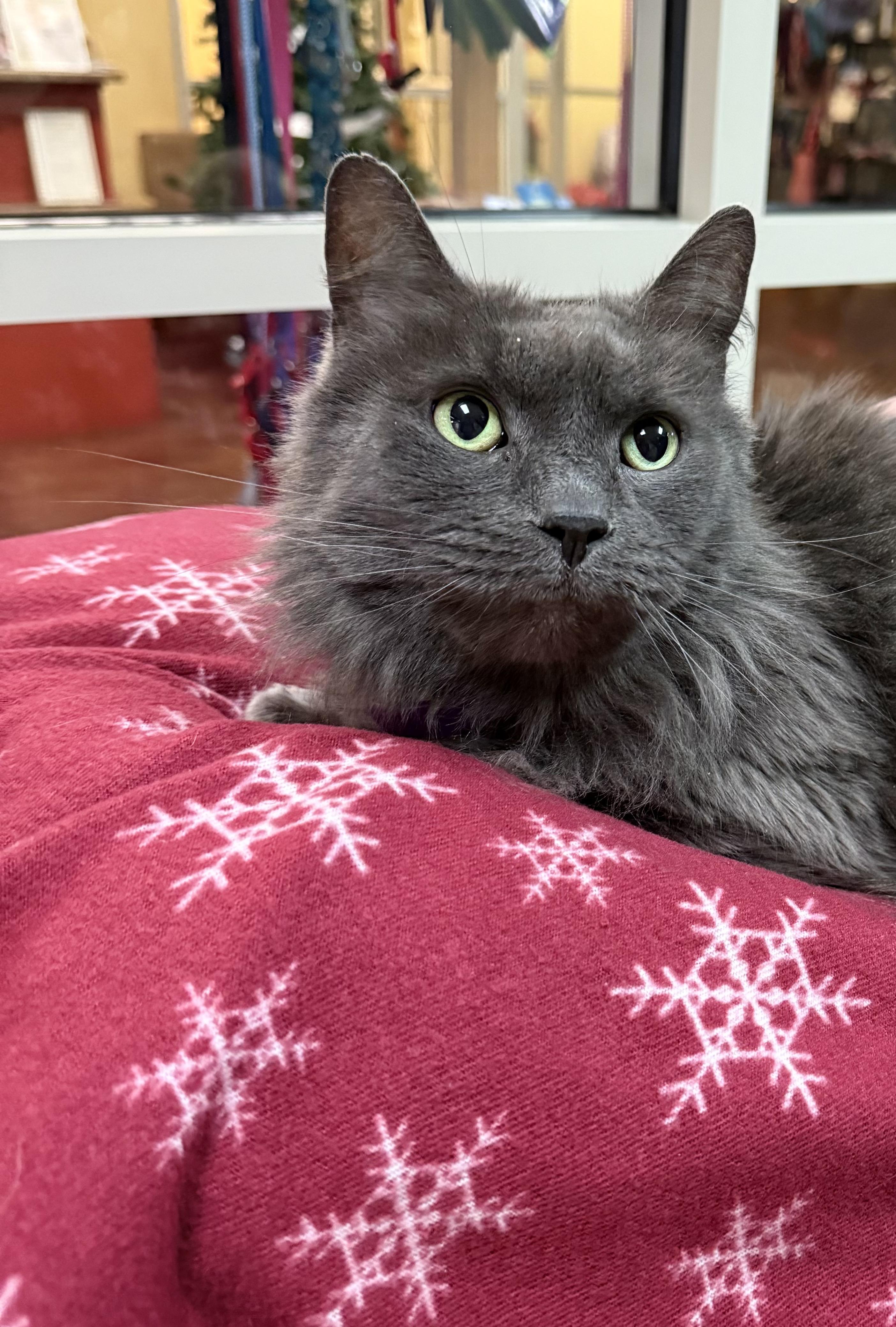Enlarge Smokey, a Adoptable Domestic Long Hair in Brownsville, VT image 1/1