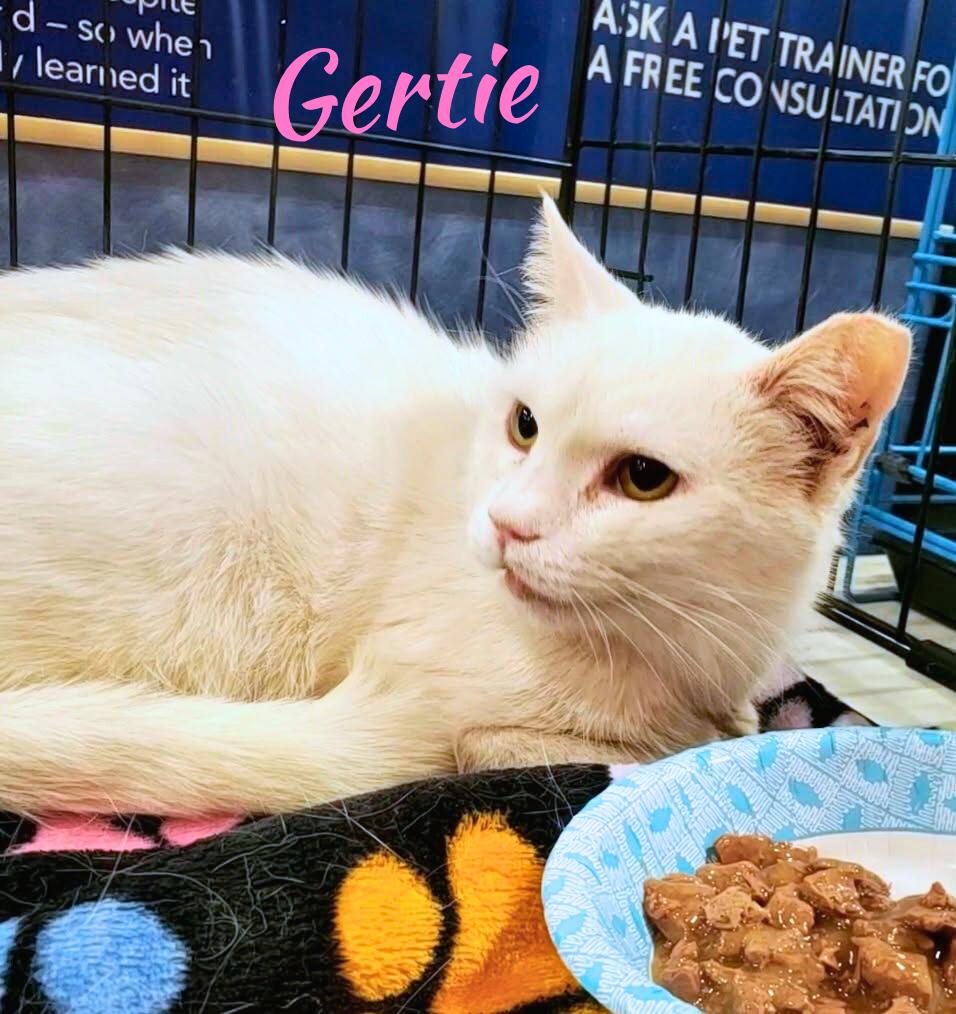 Enlarge Gertie, a Adoptable Domestic Short Hair in Winchester, VA image 1/1