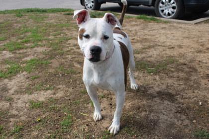 Charlie, Adoptable, Adult Male Pit Bull Terrier & Mixed Breed.