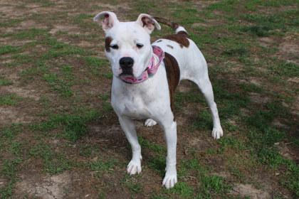 Enlarge Charlie, a Adoptable mixed breed in Kansas City, MO image 3/3