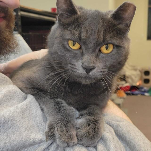 Harrah, ADOPTABLE, Young Female Chartreux.