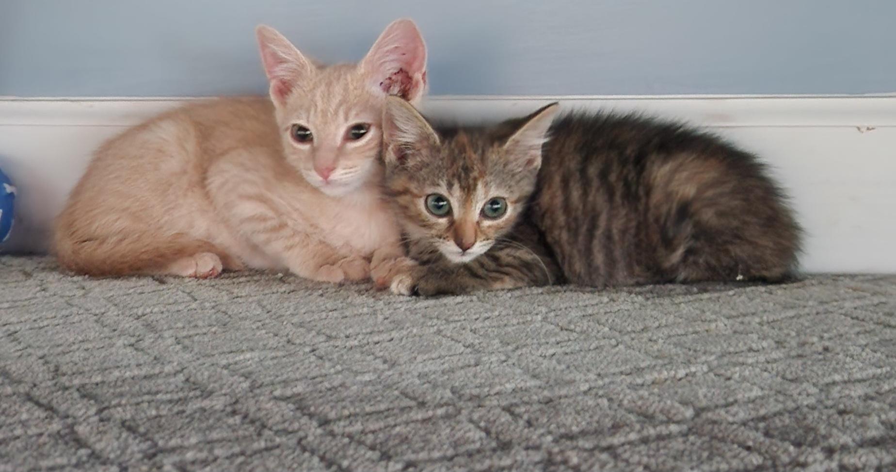 Sage, a Adoptable mixed breed in Charlotte, NC image 6/6