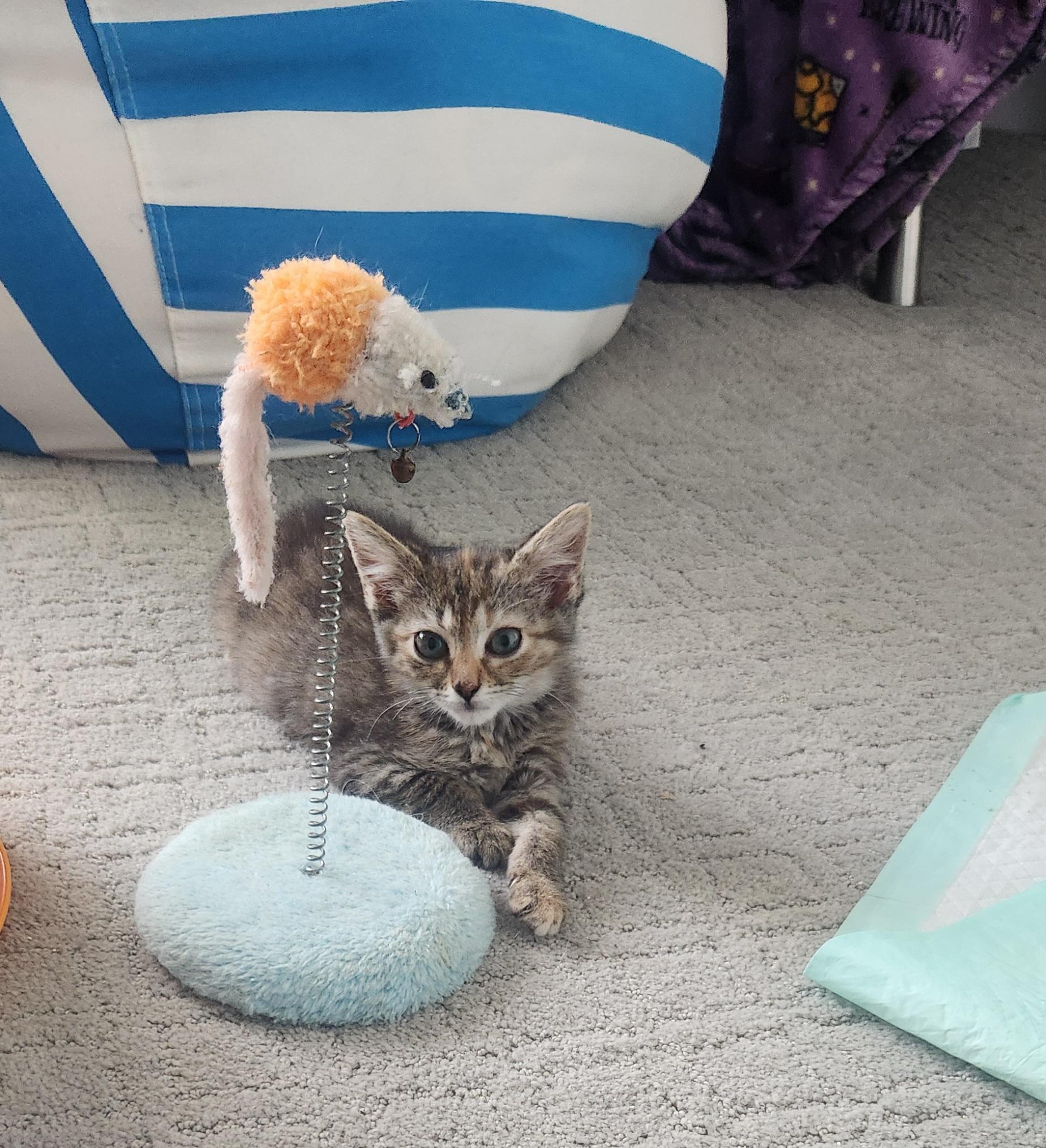 Sage, a Adoptable mixed breed in Charlotte, NC image 5/6