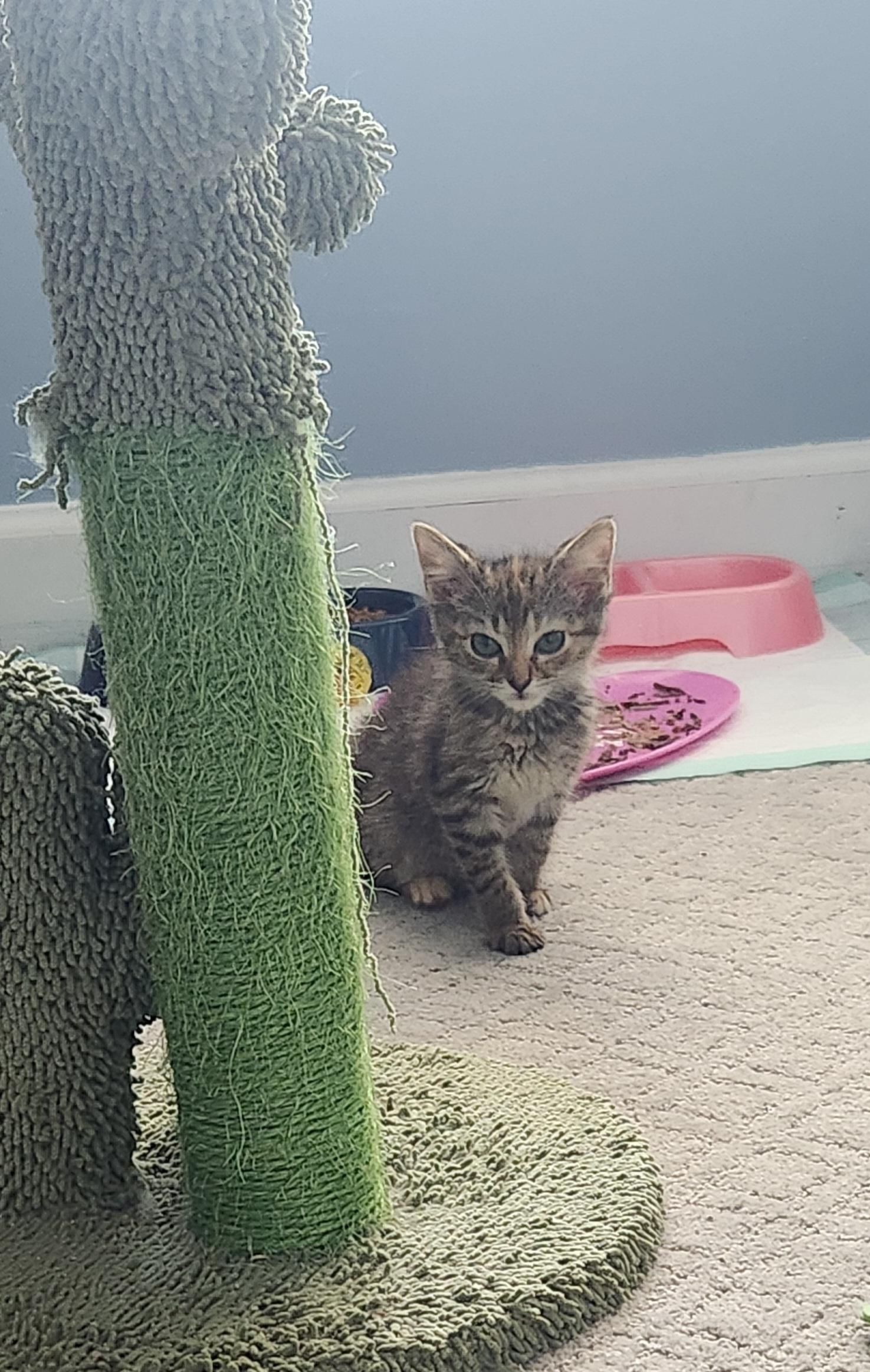 Sage, a Adoptable mixed breed in Charlotte, NC image 4/6