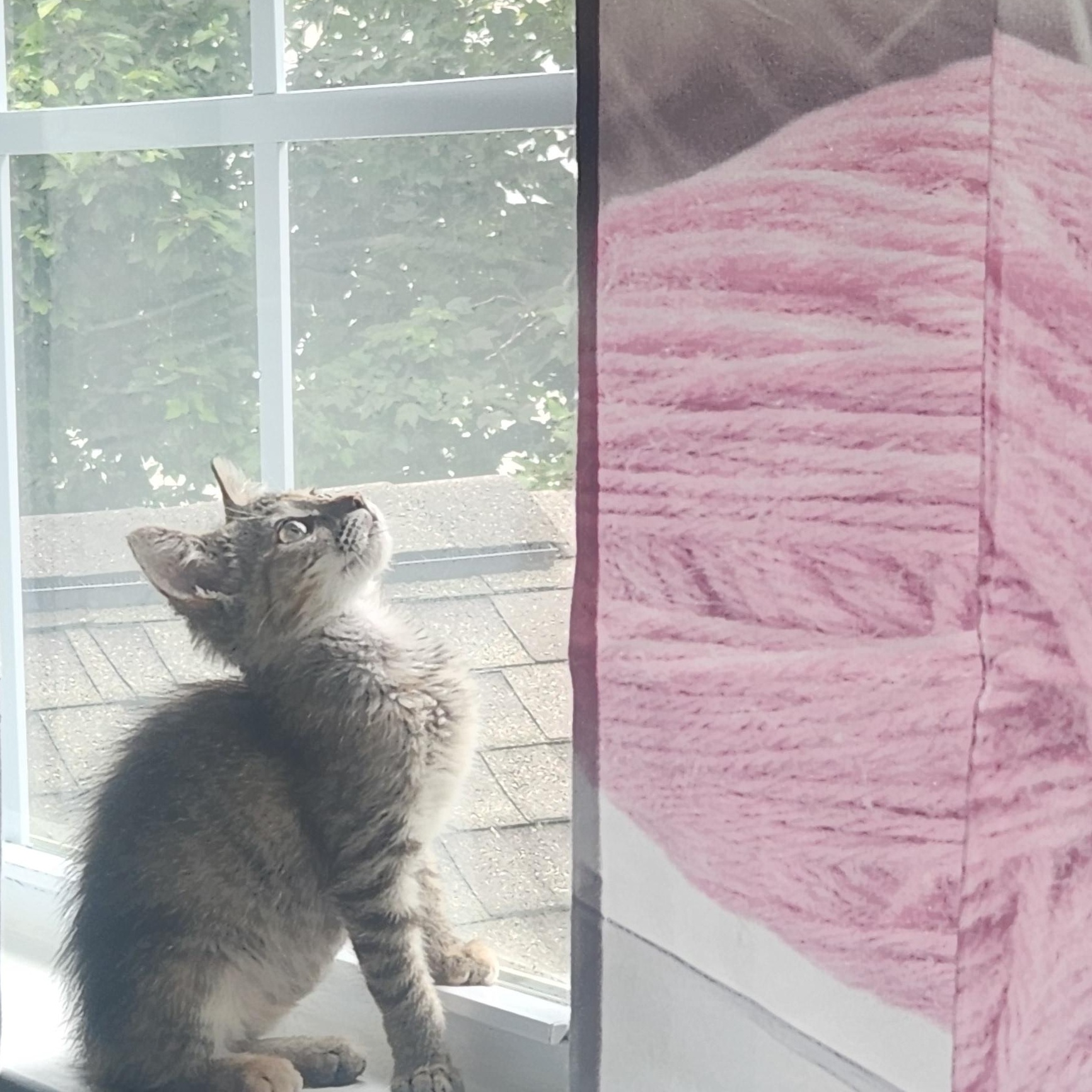 Sage, a Adoptable mixed breed in Charlotte, NC image 3/6