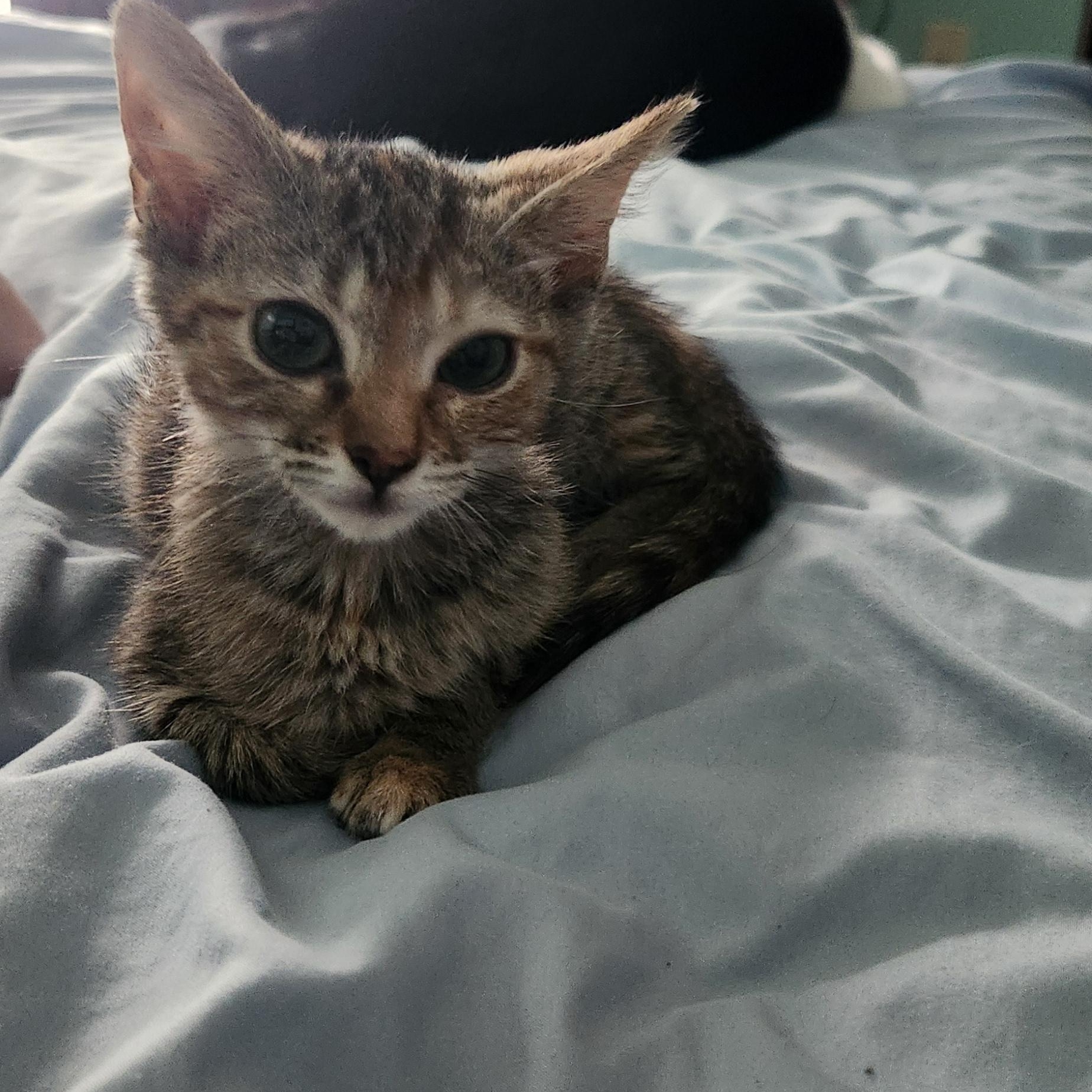 Sage, Adoptable, Kitten Female Domestic Short Hair.