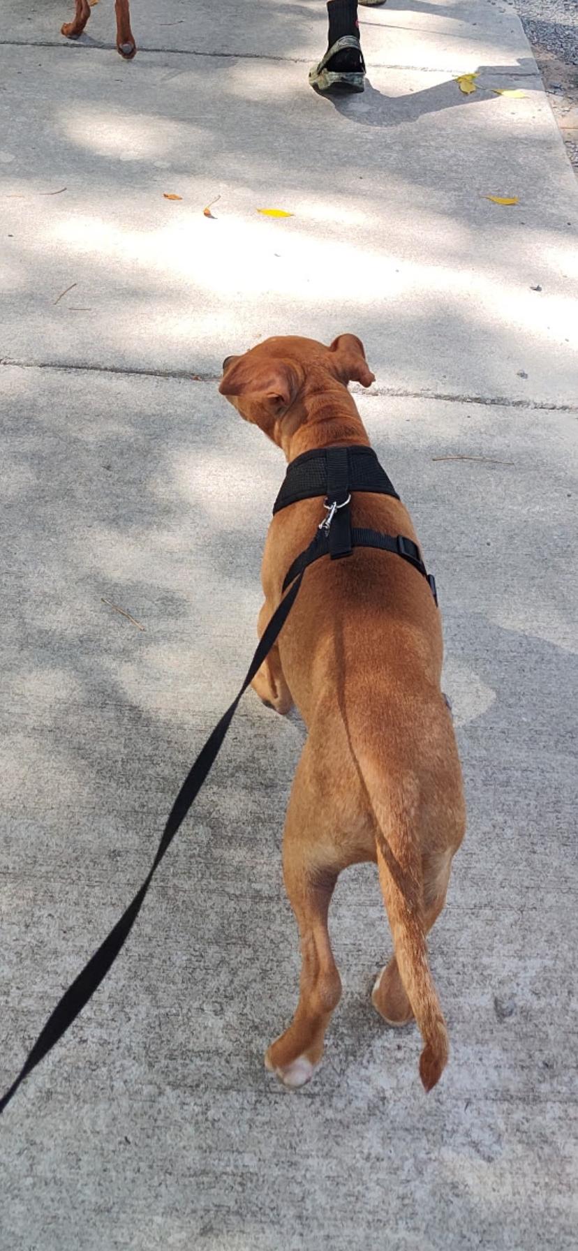 Enlarge Jesse, a Adoptable mixed breed in Midland, MI image 5/6