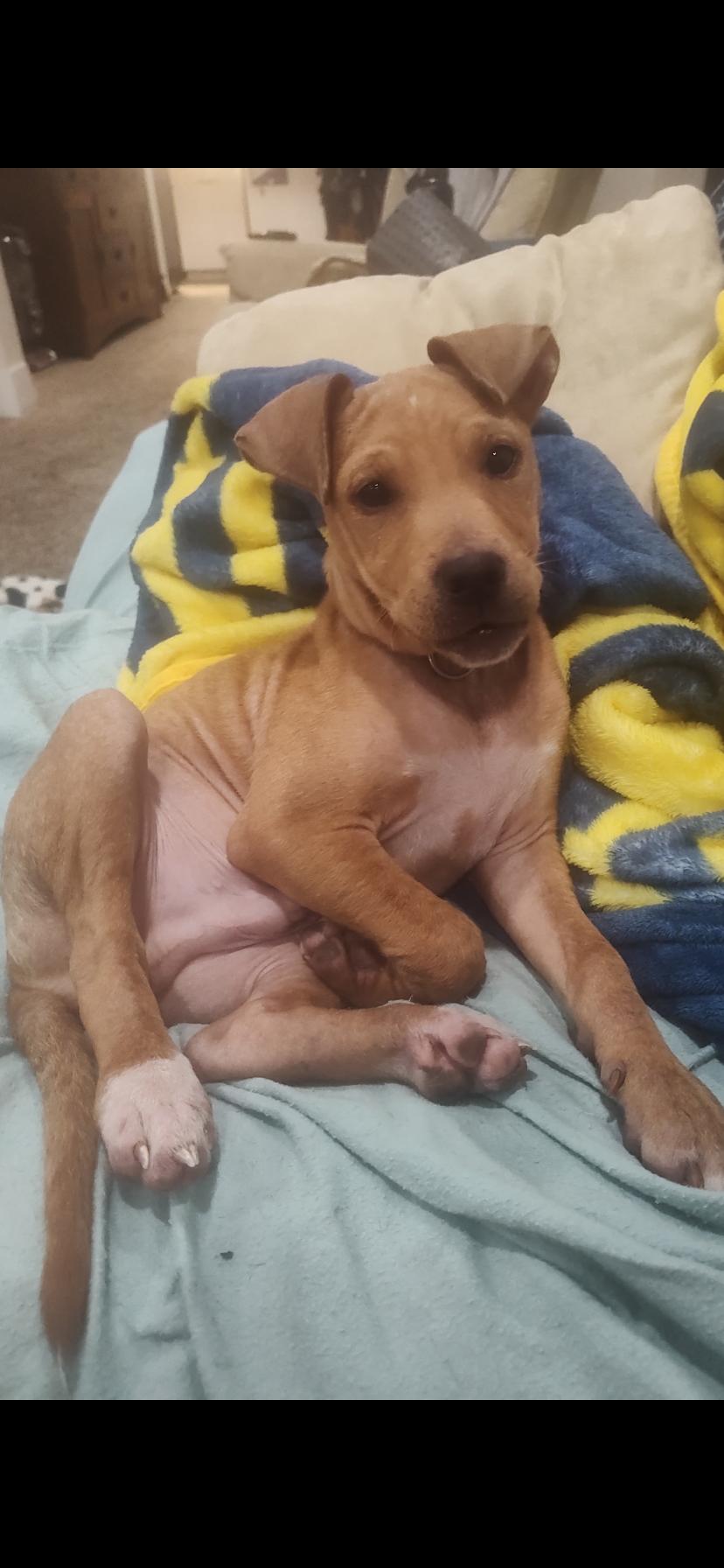 Enlarge Jesse, a Adoptable mixed breed in Midland, MI image 1/6