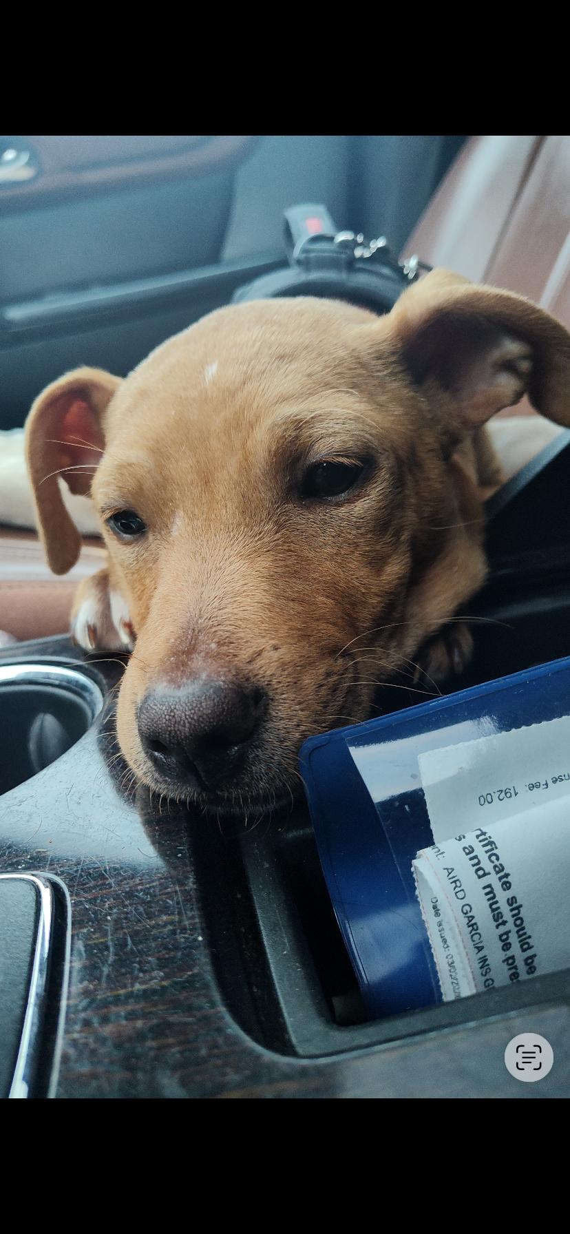 Enlarge Jesse, a Adoptable mixed breed in Midland, MI image 3/6