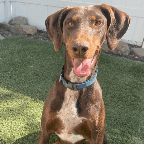 Athena, Adoptable, Adult Female Doberman Pinscher & Pointer.