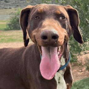 Athena, a Adoptable mixed breed in Agua Dulce, CA image 2/8