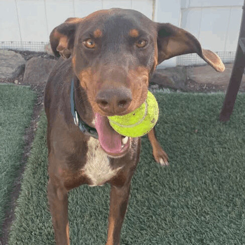 Athena, a Adoptable mixed breed in Agua Dulce, CA image 4/8