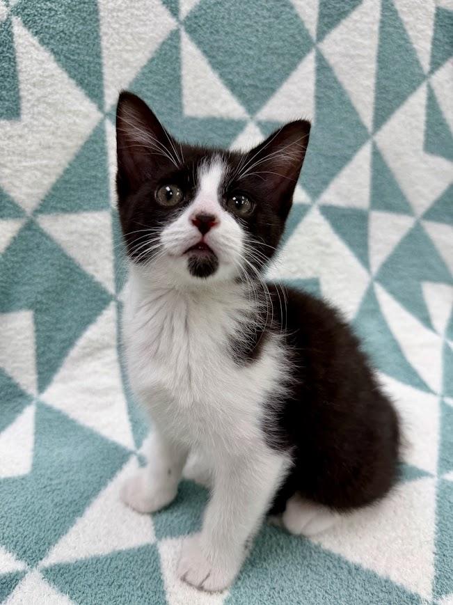 Skiff, ADOPTABLE, Kitten Male Domestic Short Hair.