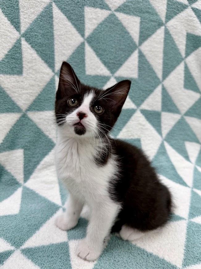 Skiff, a ADOPTABLE Domestic Short Hair in Columbus, OH image 2/5