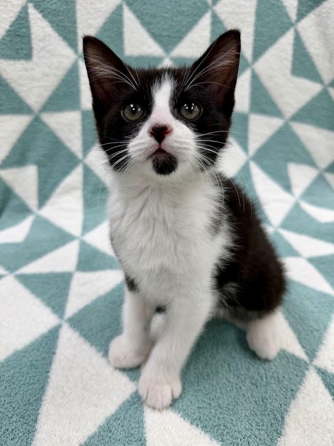 Skiff, a ADOPTABLE Domestic Short Hair in Columbus, OH image 5/5
