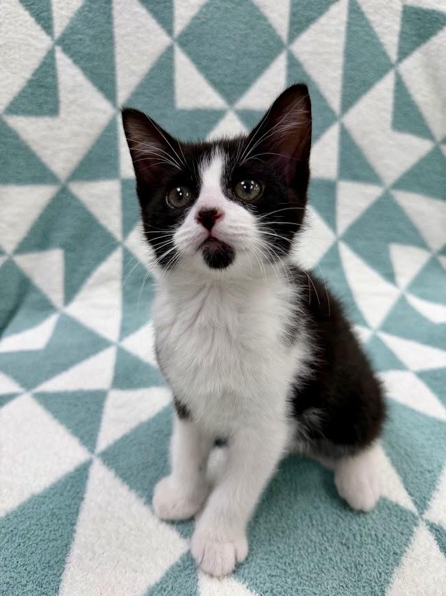 Skiff, a ADOPTABLE Domestic Short Hair in Columbus, OH image 4/5