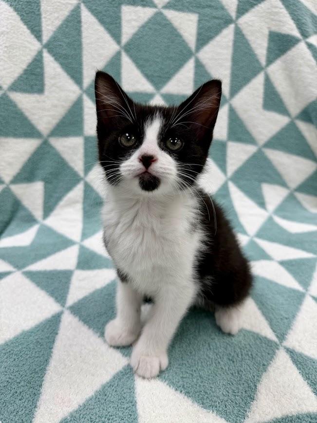 Skiff, a ADOPTABLE Domestic Short Hair in Columbus, OH image 3/5