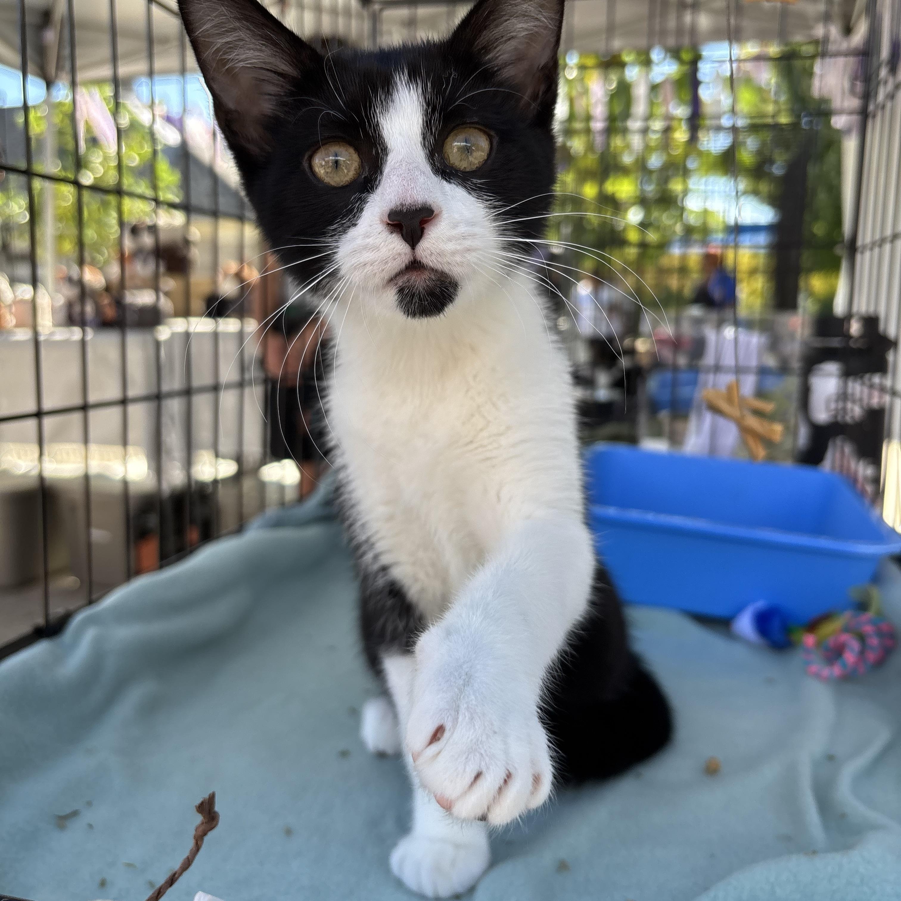 Skiff, Adoptable, Kitten Male Domestic Short Hair.