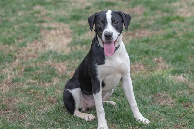 MICHELE, Adoptable, Young Female Labrador Retriever & Mixed Breed.