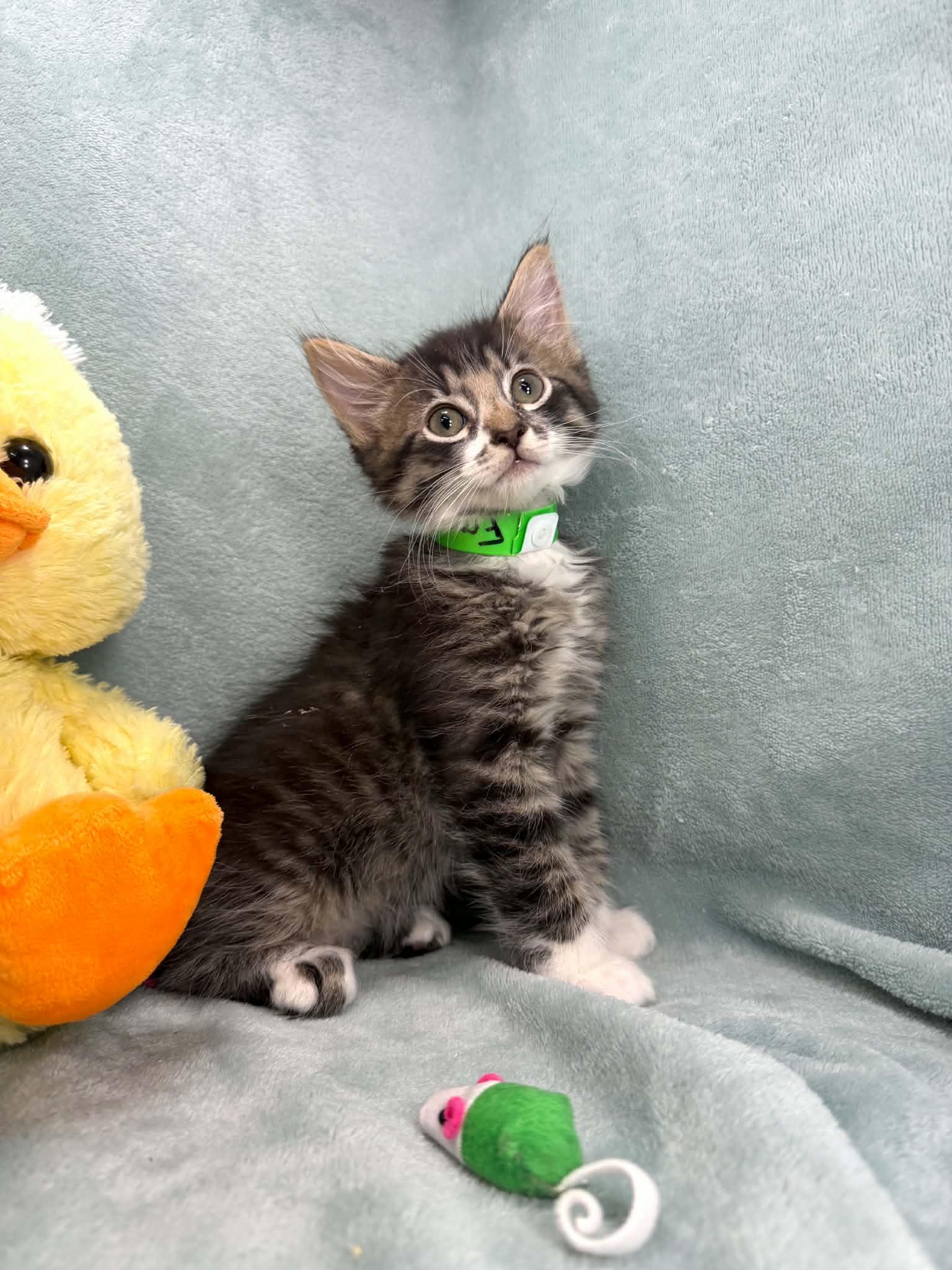 Francois, ADOPTABLE, Kitten Male Domestic Medium Hair.