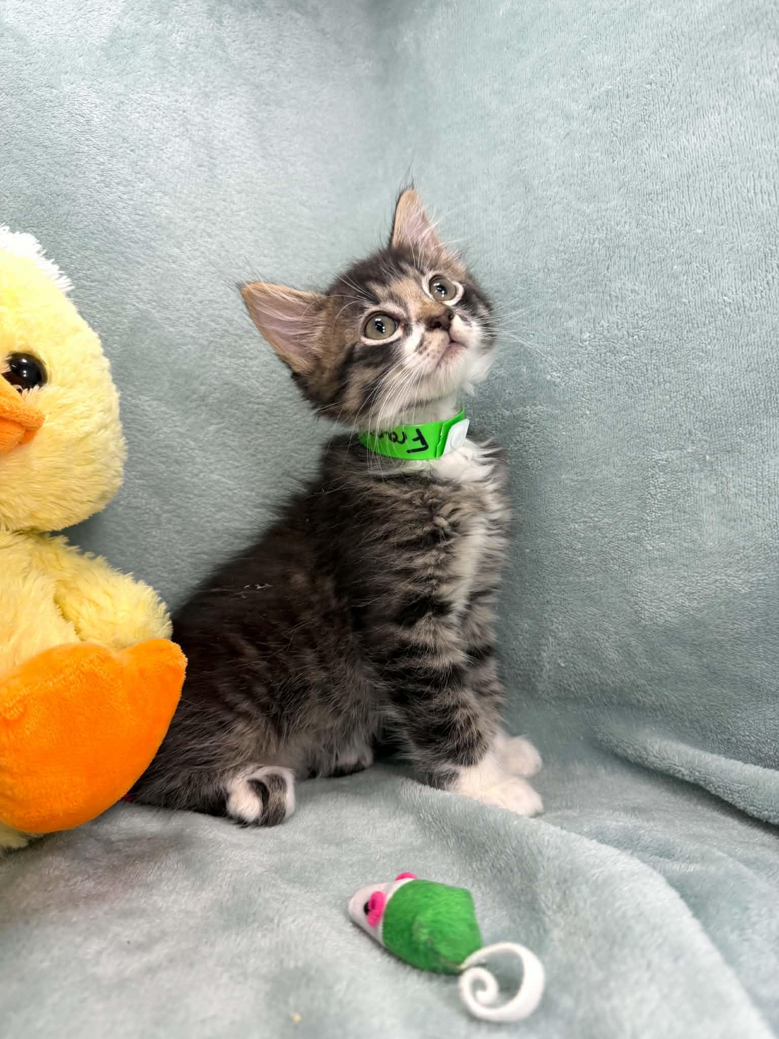 Enlarge Francois, a ADOPTABLE Domestic Medium Hair in Tavares, FL image 2/2