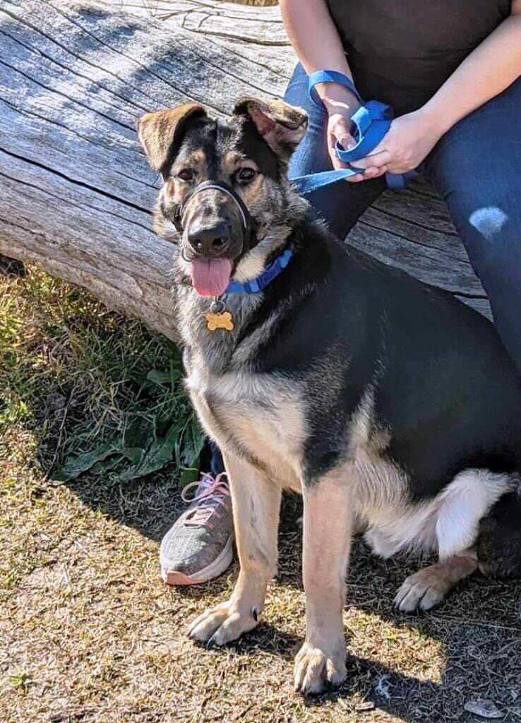 Bear, Adoptable, Young Male German Shepherd Dog.