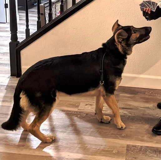 Bear, a Adoptable mixed breed in Pleasant Grove, CA image 2/6