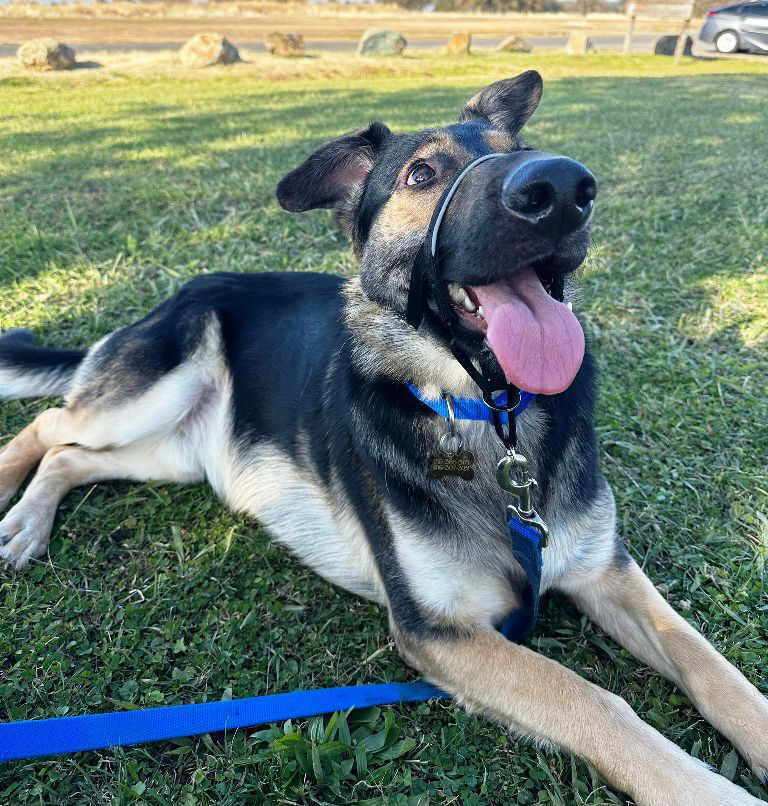 Bear, a Adoptable mixed breed in Pleasant Grove, CA image 3/6