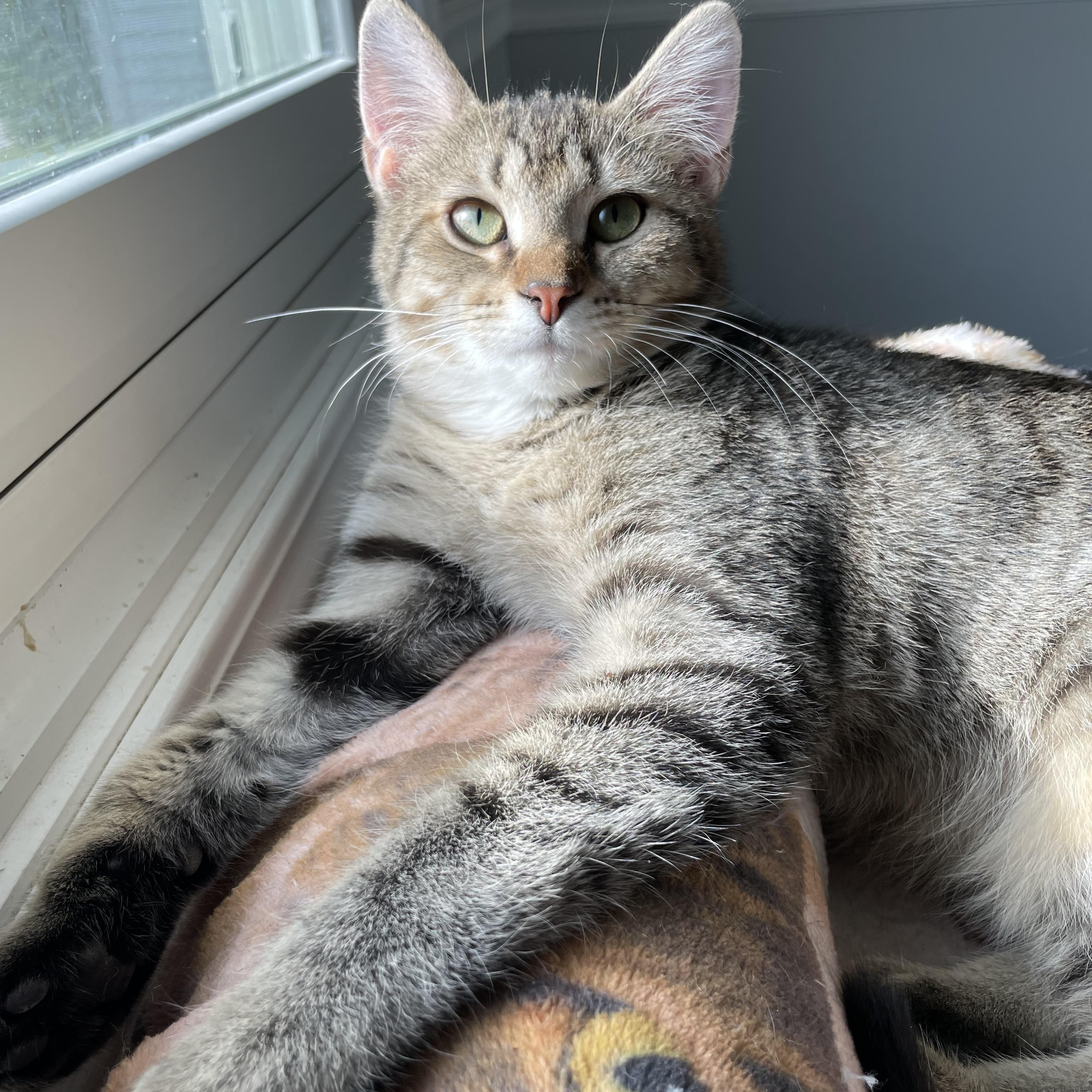 Brienne, Young Female Domestic Short Hair