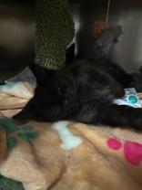 Enlarge Fried Rice, a ADOPTABLE Domestic Medium Hair in Manitowoc, WI image 1/1