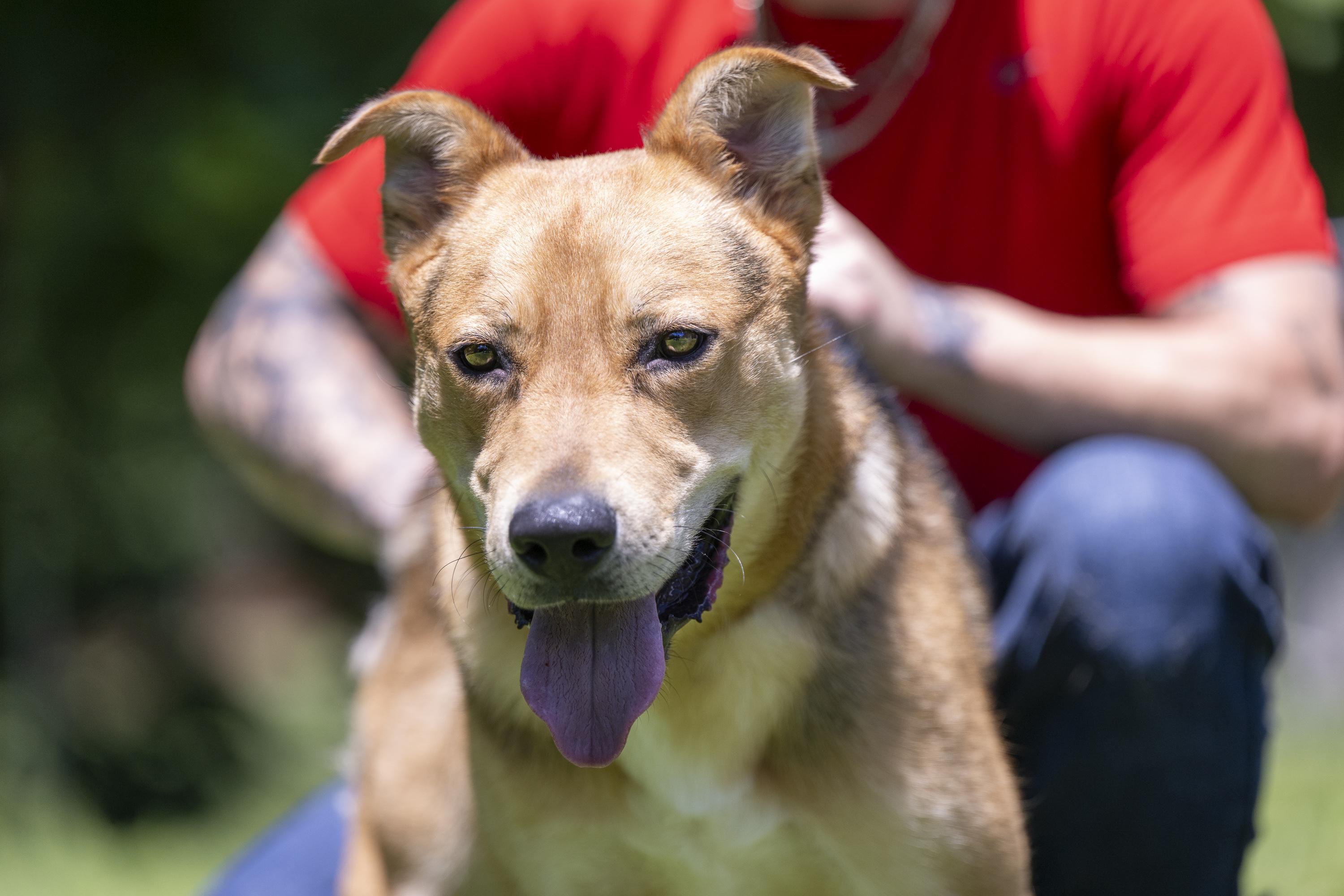 Artemis, ADOPTABLE, Adult Male Mixed Breed.