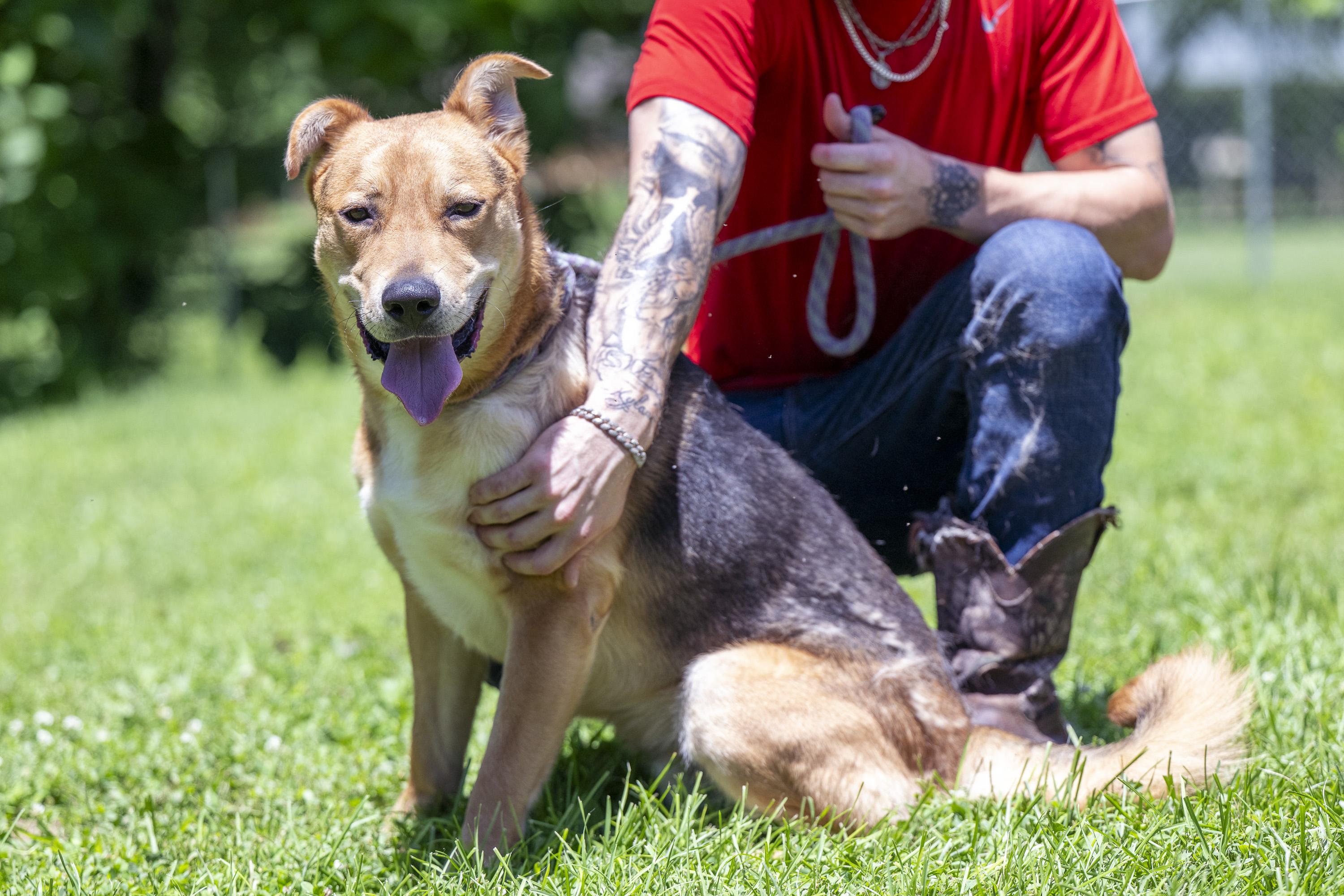 Enlarge Artemis, a ADOPTABLE Mixed Breed in Terre Haute, IN image 4/5