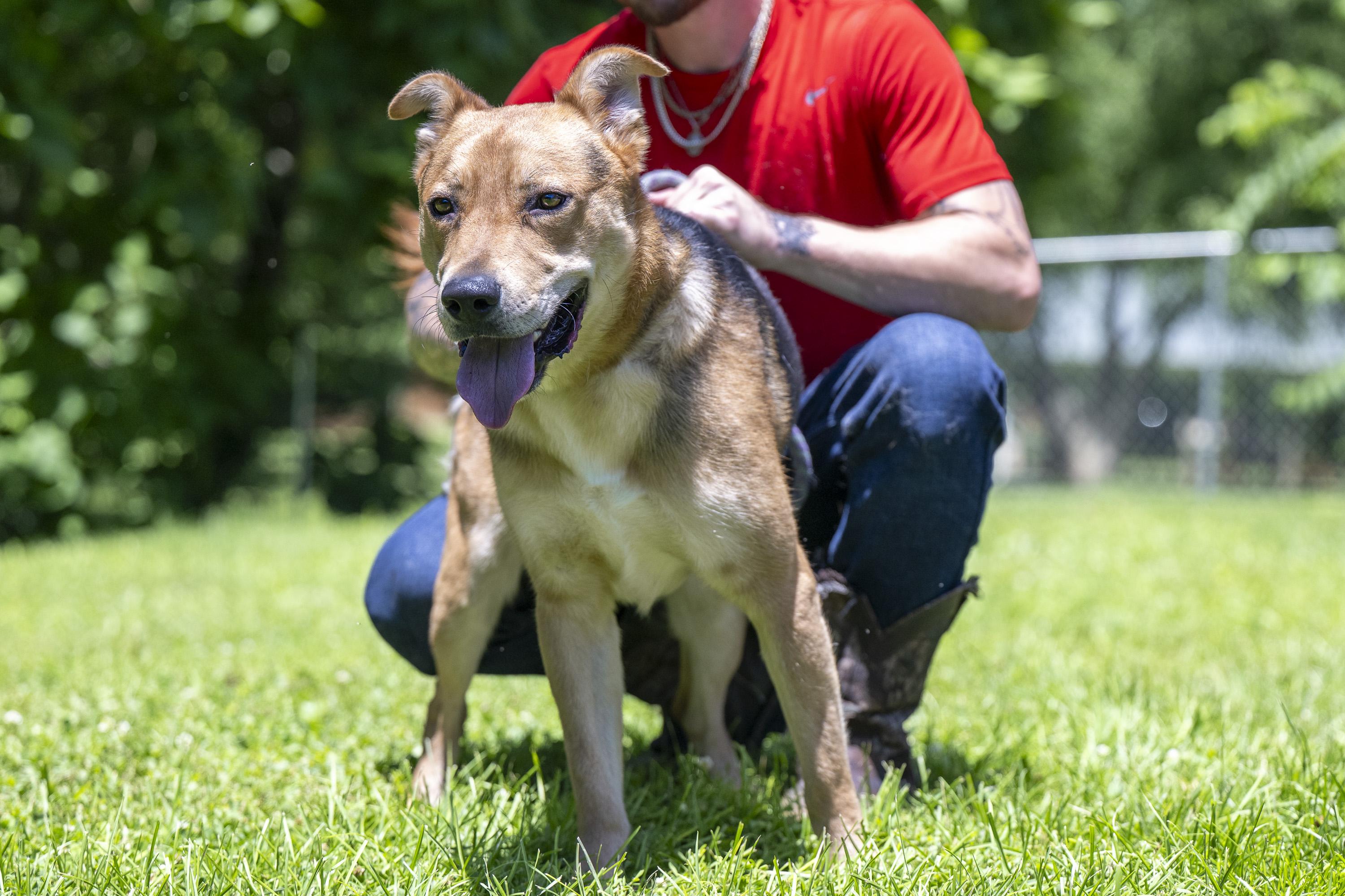 Enlarge Artemis, a ADOPTABLE Mixed Breed in Terre Haute, IN image 2/5