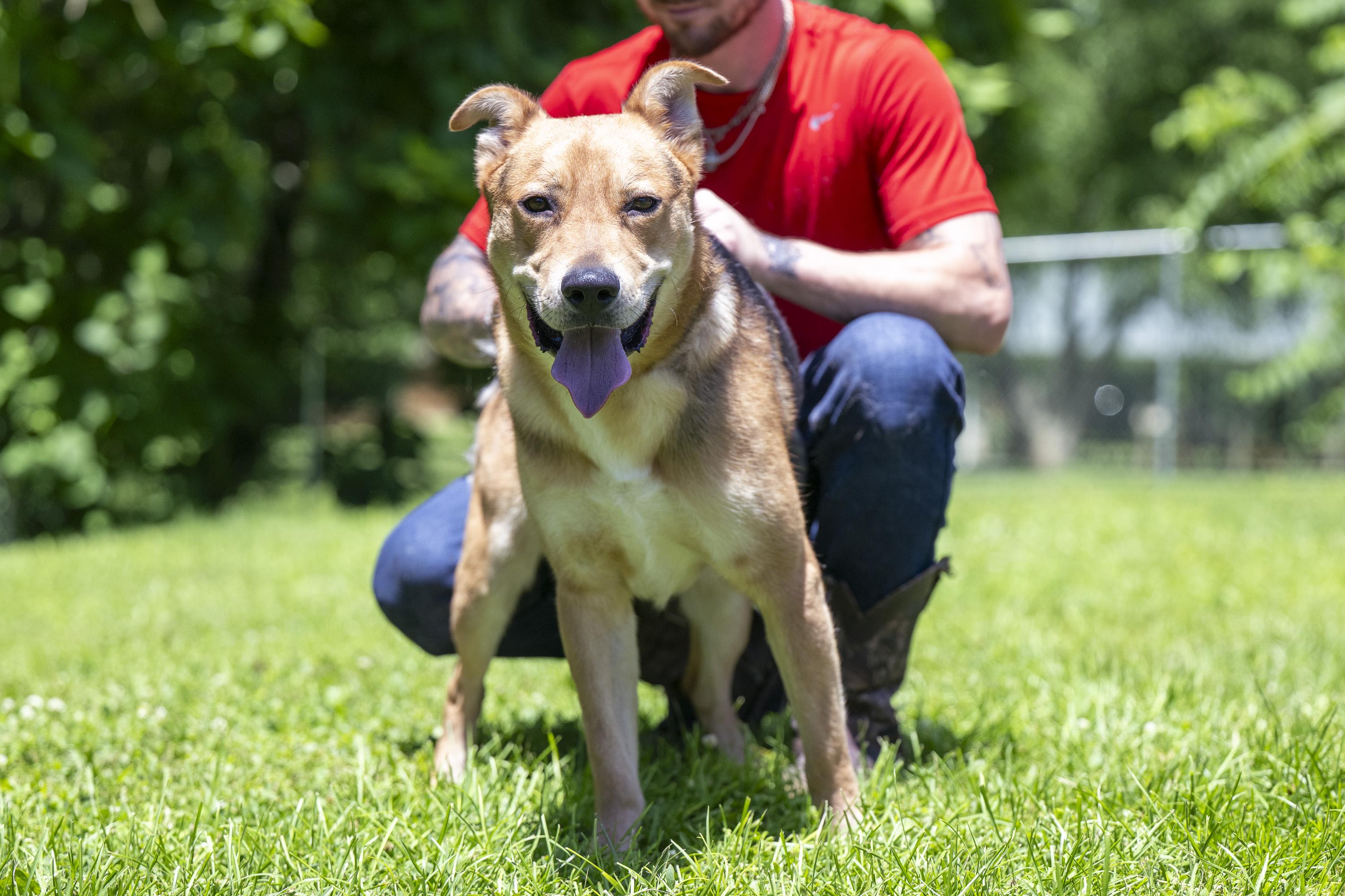 Enlarge Artemis, a ADOPTABLE Mixed Breed in Terre Haute, IN image 5/5