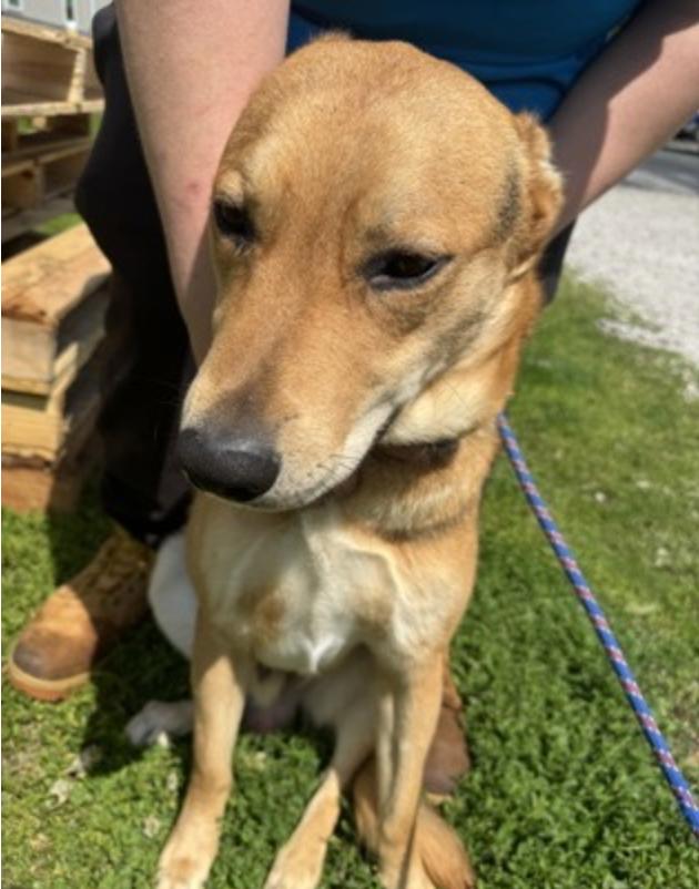Enlarge Artemis, a ADOPTABLE Mixed Breed in Terre Haute, IN image 1/1