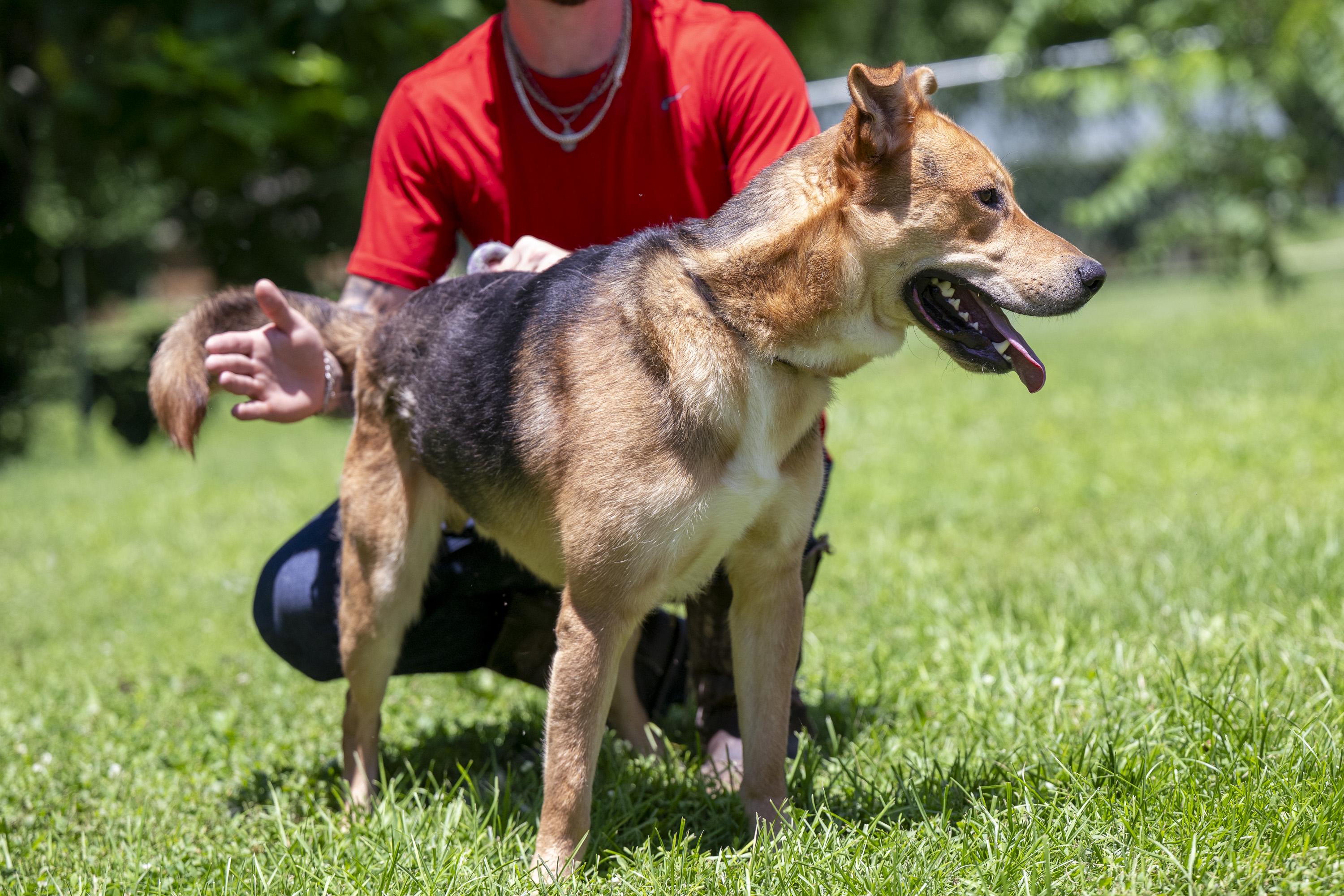 Enlarge Artemis, a ADOPTABLE Mixed Breed in Terre Haute, IN image 3/5