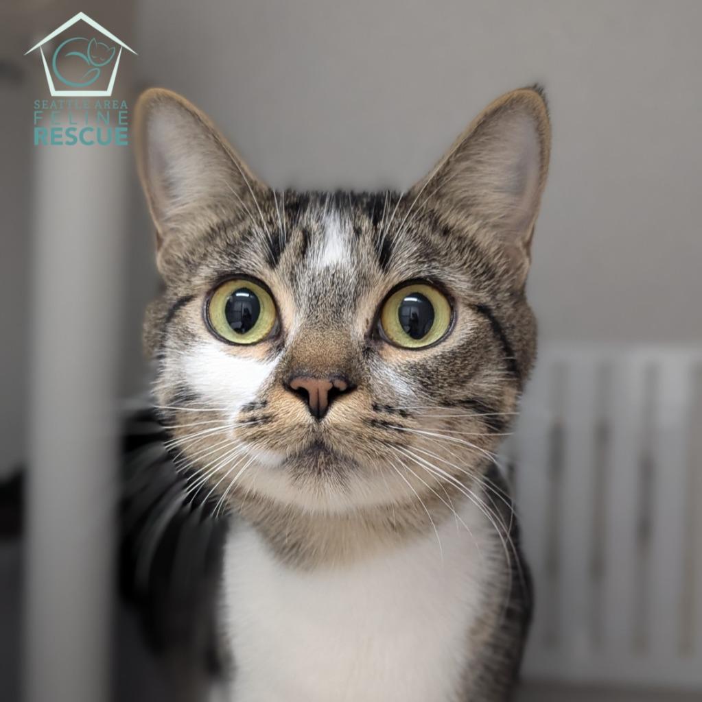 Suzie, Adoptable, Adult Female Domestic Short Hair.