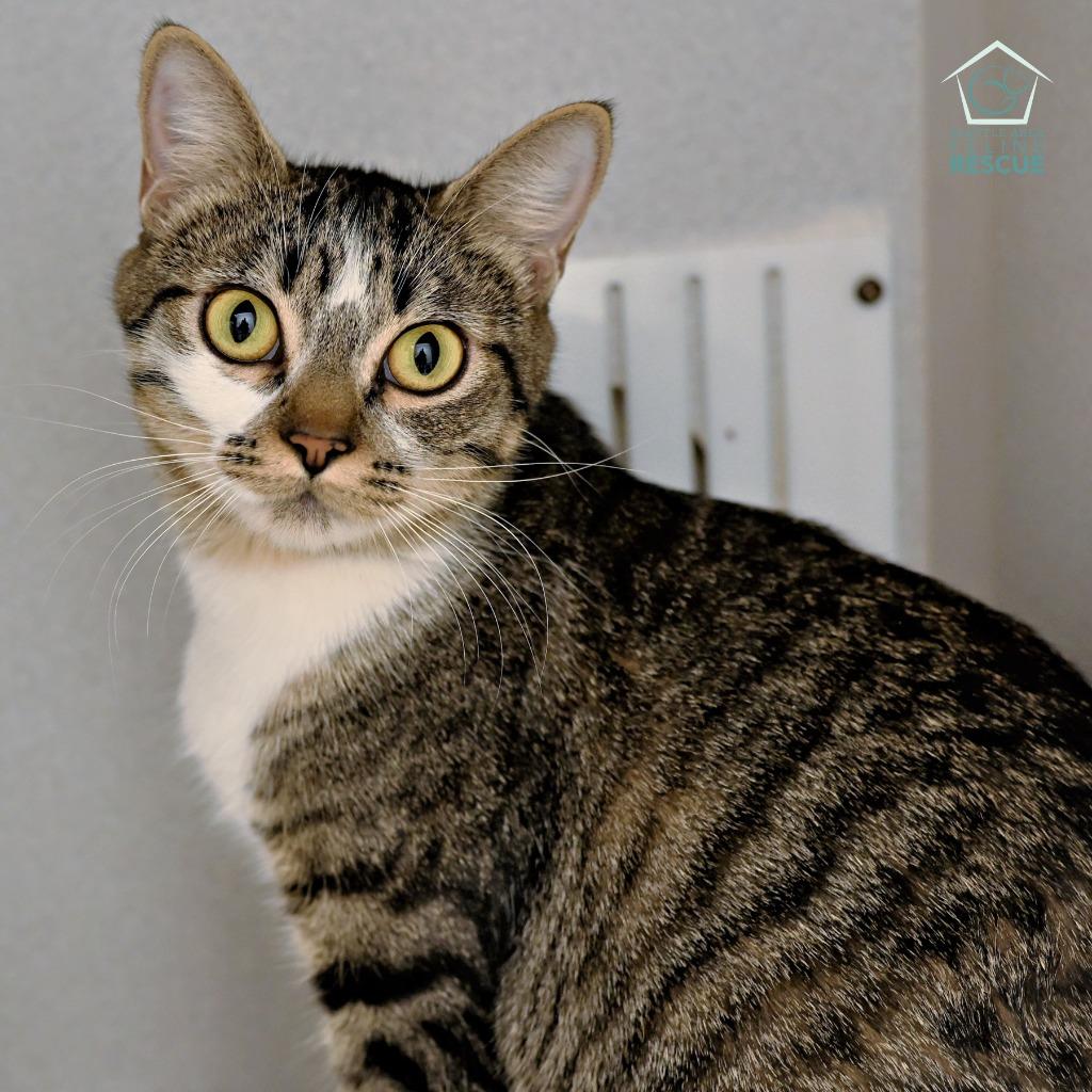 Suzie, a Adoptable mixed breed in Shoreline, WA image 2/3