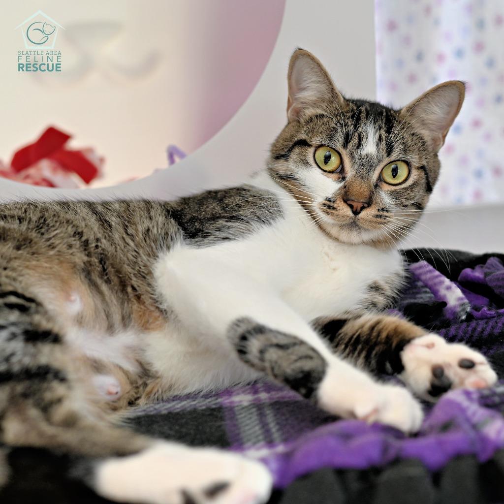 Suzie, a Adoptable mixed breed in Shoreline, WA image 3/3